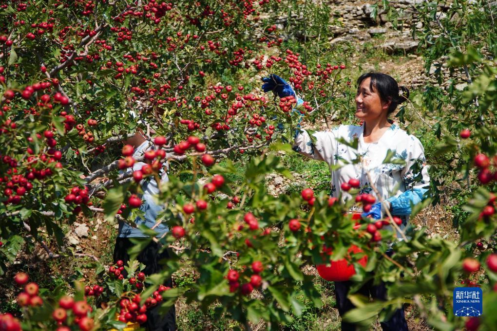 捕鱼大师现金